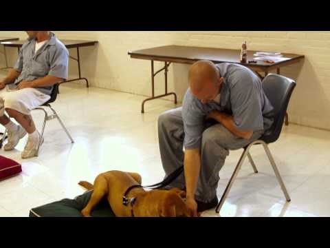 Zlostavljani psi i zatvorenici pronašli nadu u neraskidivom prijateljstvu