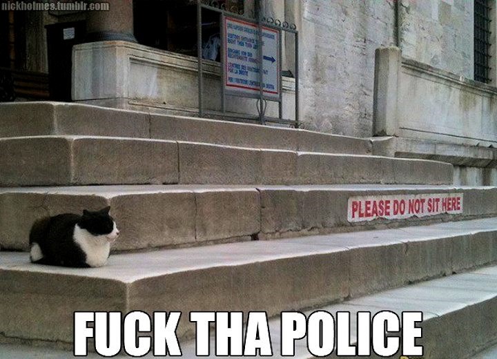 Mačke nemaju zrna poštovanja prema autoritetima