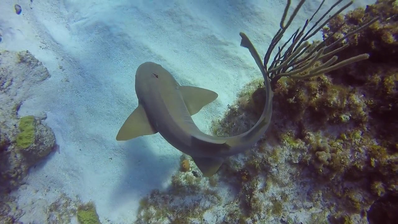 Instruktor ronjenja izvukao je nož iz glave morskog psa