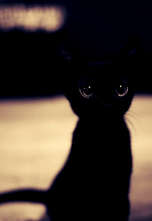 Kako možeš ovom slatkišu reći da crne mace donose nesreću?