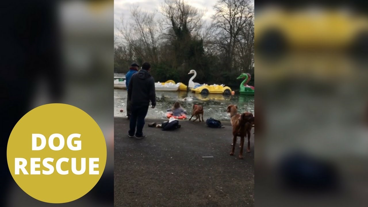 Ova je žena uskočila u ledeno jezero kako bi spasila svog psića