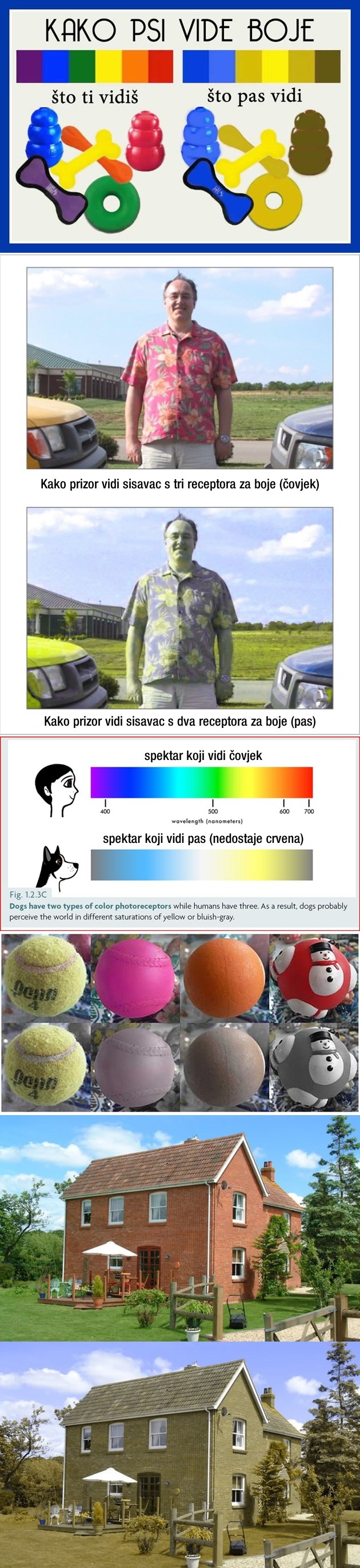 Kako psi vide boje?