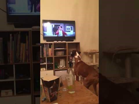 Bokser skače gledajući reklamu u kojoj bokser skače