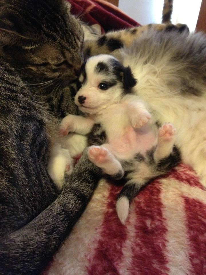 Preslatka životinjska obitelj