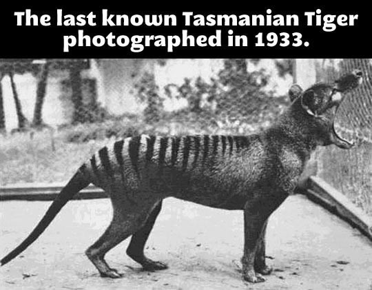 Posljednja fotka živog tasmanijskog tigra
