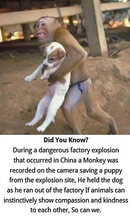 Ugledaj se na majmuna umjesto da mu se smiješ