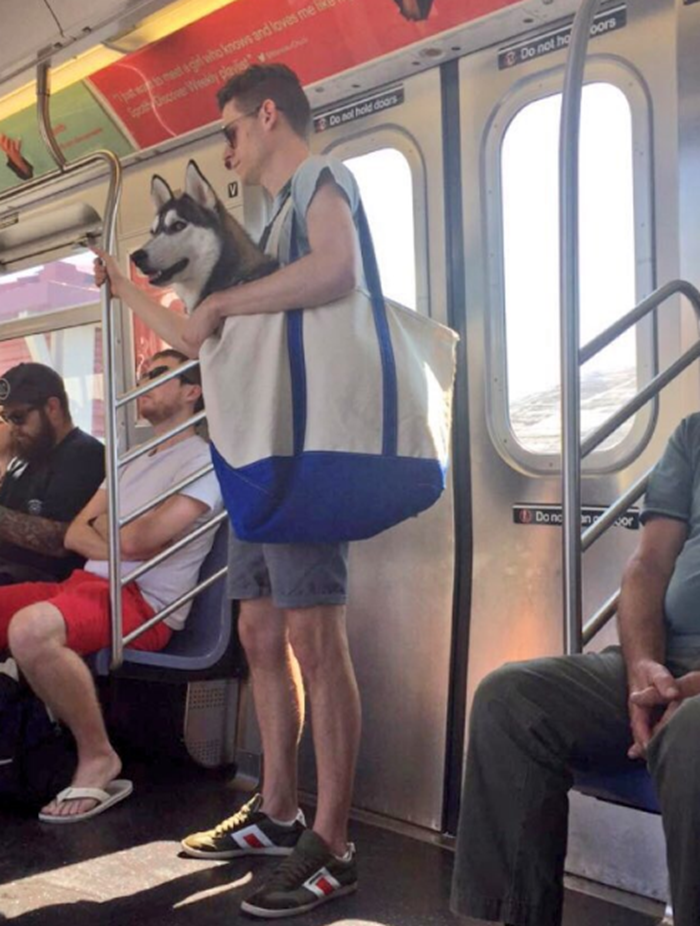 Svog velikog psa u tramvaju ne nosite u torbi? Što je s vama, jeste normalni?