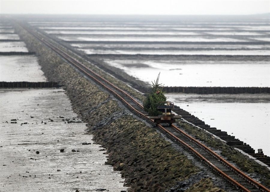 Neki prolaze desetke kilometara za božićno drvce