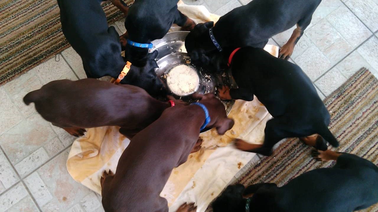 VIDEO Način na koji ovi psići jedu hranu nasmijat će i najvećeg mrguda!