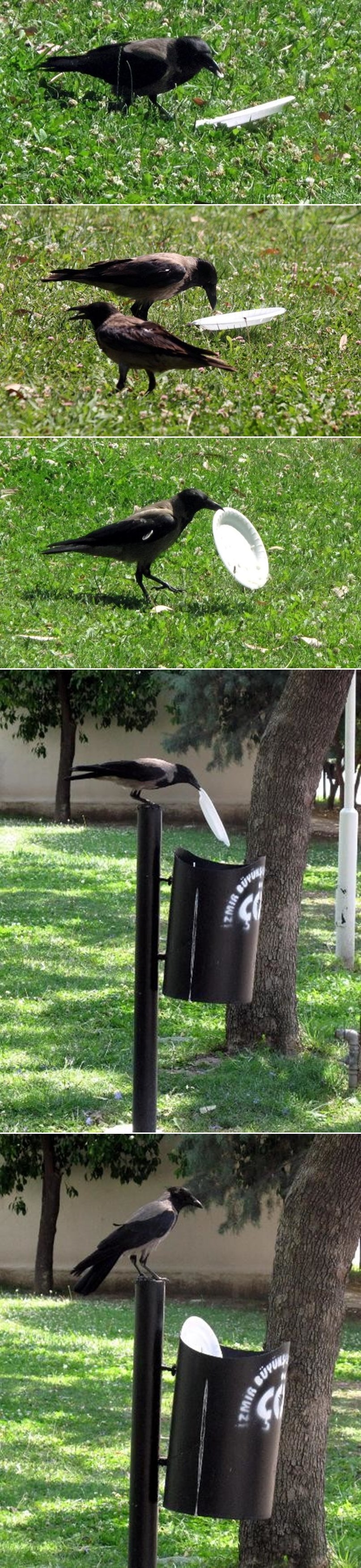 GALERIJA: Dobro odgojena vrana nevjerojatnom gestom posramila ljude