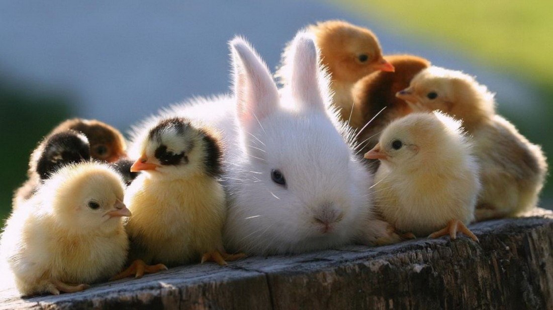 Uskrs je stigao ranije