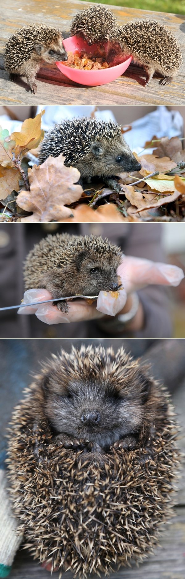 Složna braća ježići - odaberi najslađeg