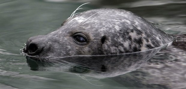 Tuljan uživa u zimskom kupanju