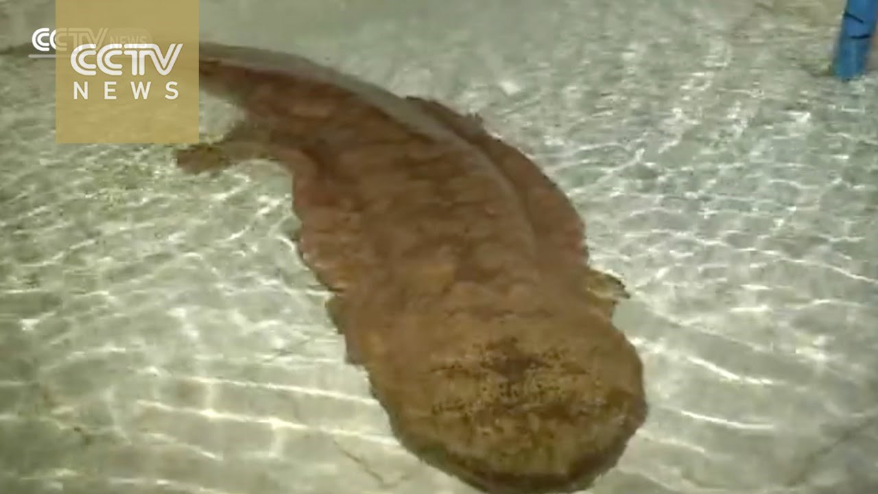 Nećete vjerovati koja je najstarija životinja na svijetu, a ima preko 200 godina!