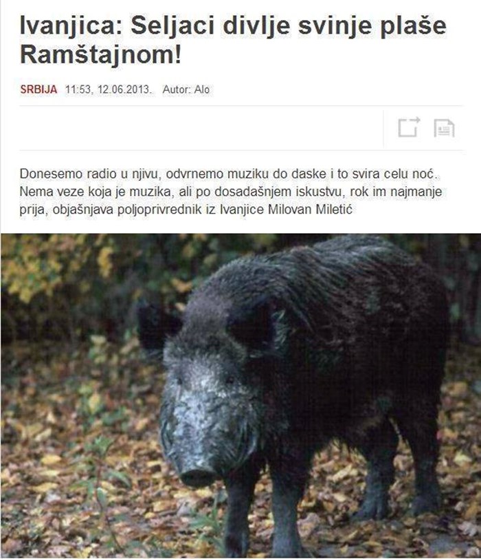 Srpski seljaci pronašli su način na koji će preplašiti divlje svinje