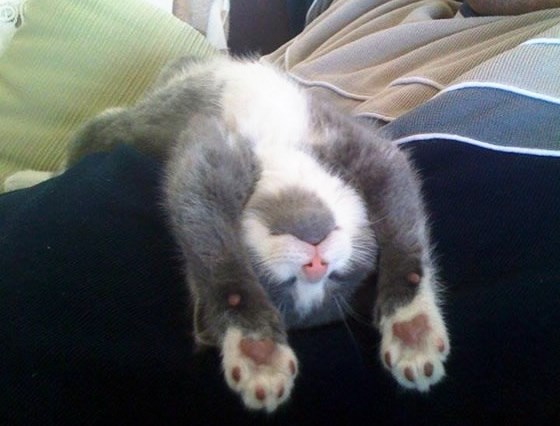 Mica maca dočekala vikend