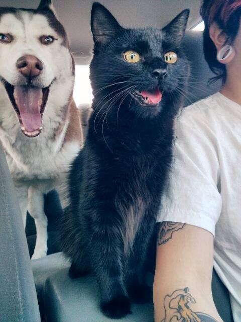 Dolazak do pet shopa po hranu