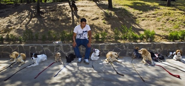 Ako prošeće mačka, sigurno će bit zabavno...