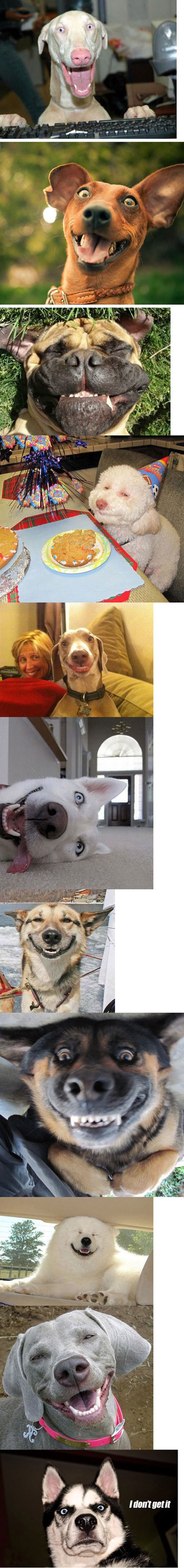 Psi sretni do ruba histerije: Sve nas kuže, ali mudro šute