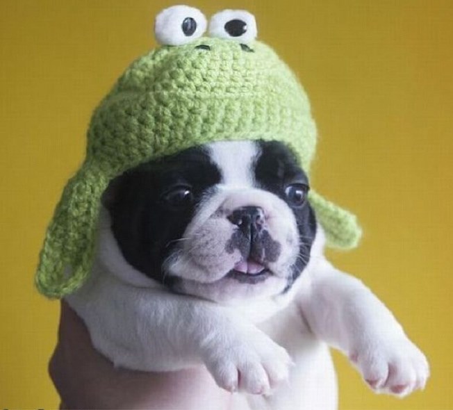 Strašni psić za maškare glumio Frankensteina