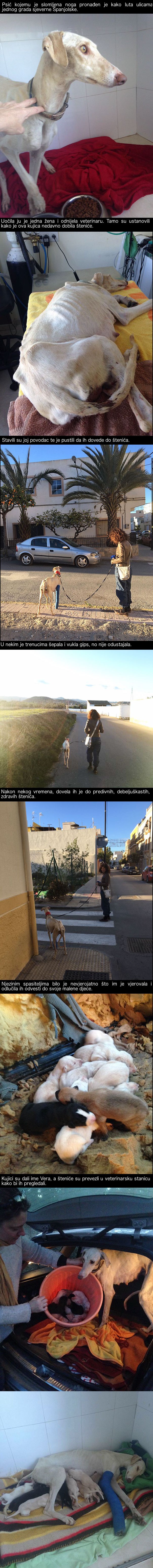 Unatoč slomljenoj nozi, ova hrabra kujica spasila je svoje štence