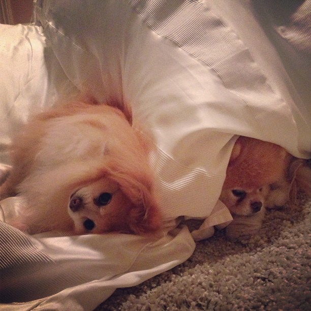 Nema slađeg od vikend izležavanja