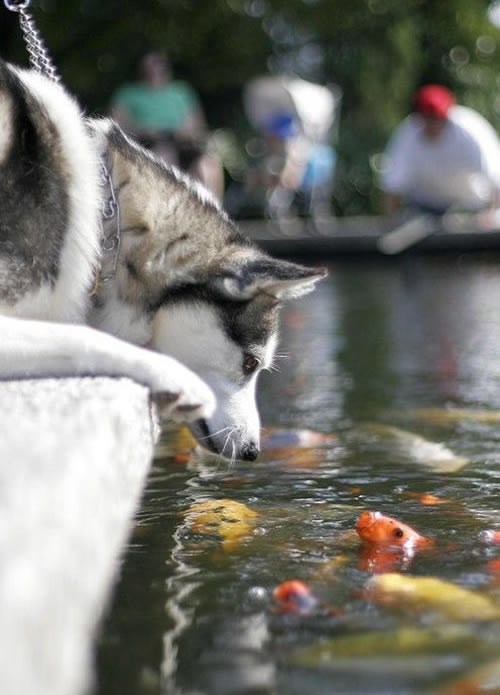 Da, gospodaru Riba, Vaša volja će biti izvršena!
