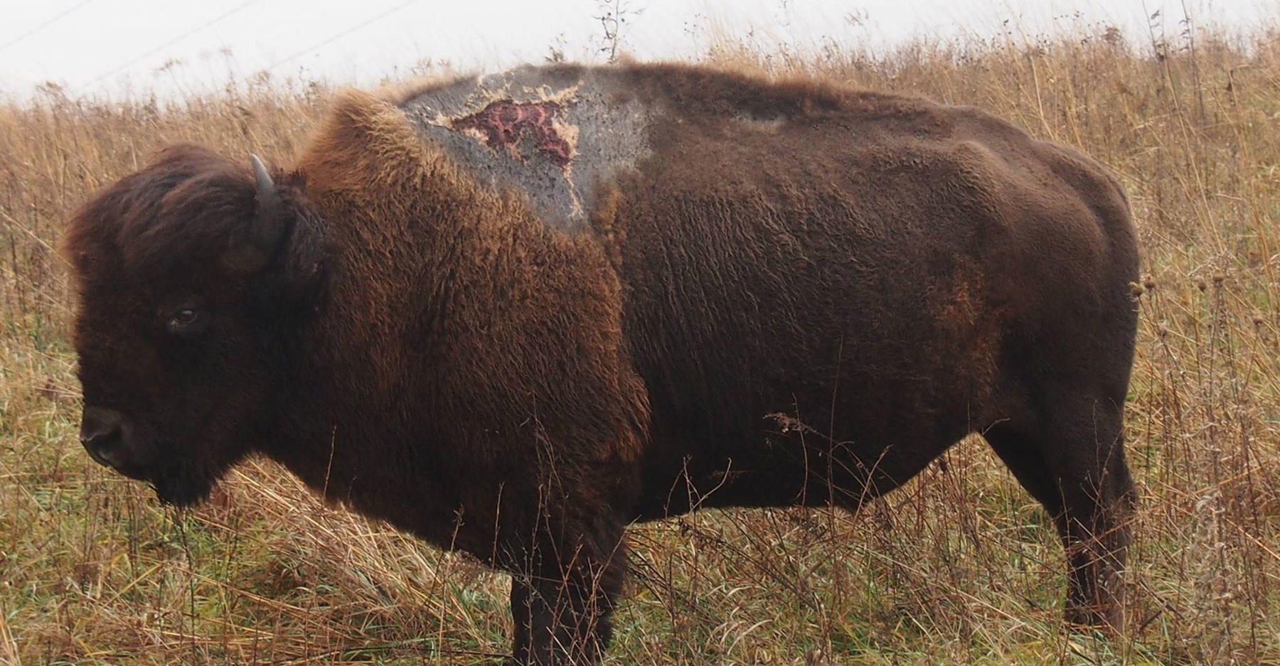 Neuništivi bizon preživio izravan udarac munje!