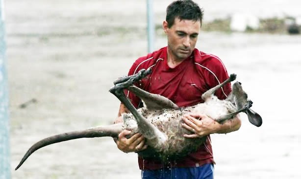Hrabri Australac skočio u bujicu spasiti bebu klokanića