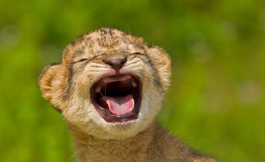 Bit će opasniji kad malo porastu "zubeki"