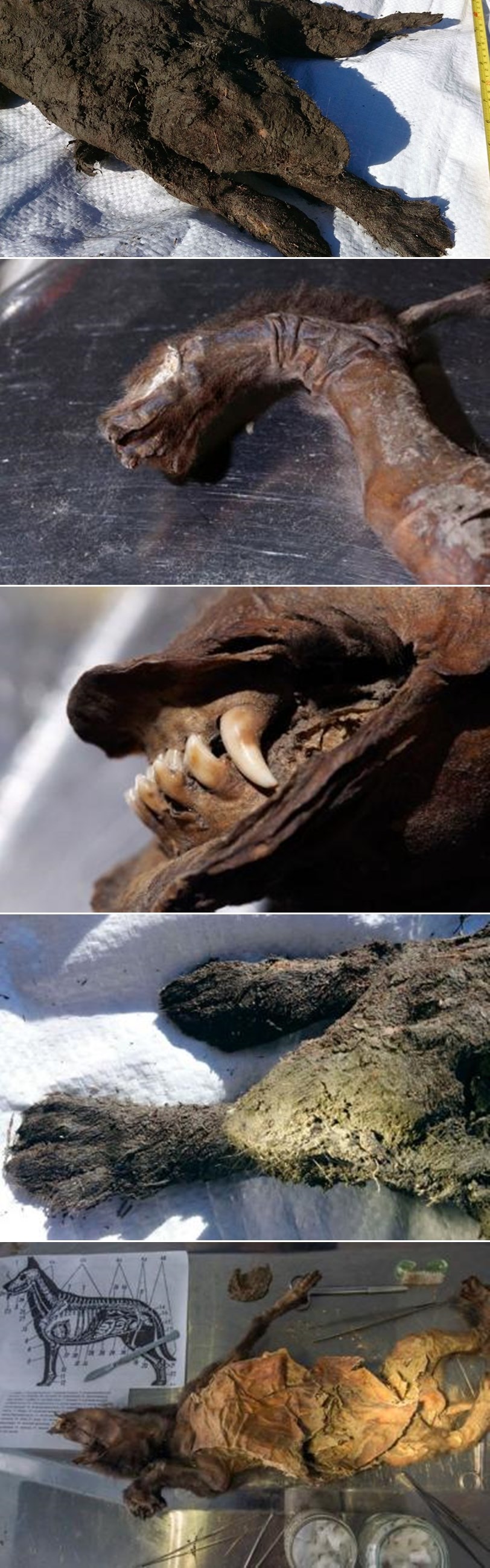 GALERIJA: Mumija šteneta stara 12000 godina