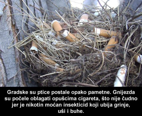 Ptica propušila i gasi čikove u gnijezdu?