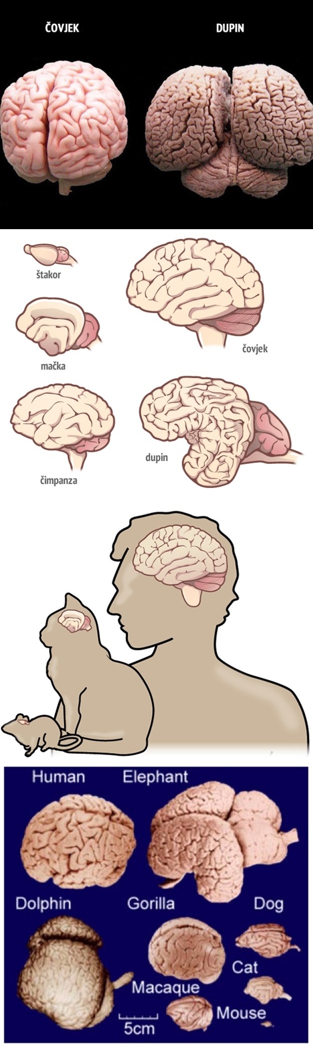 Ljudski mozak je najveći frajer?