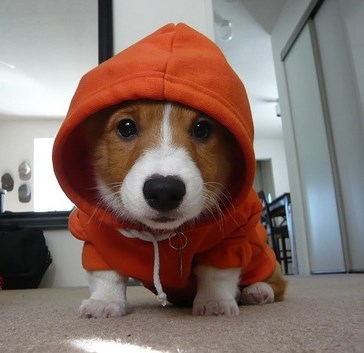 "Najopakiji" tip u kvartu