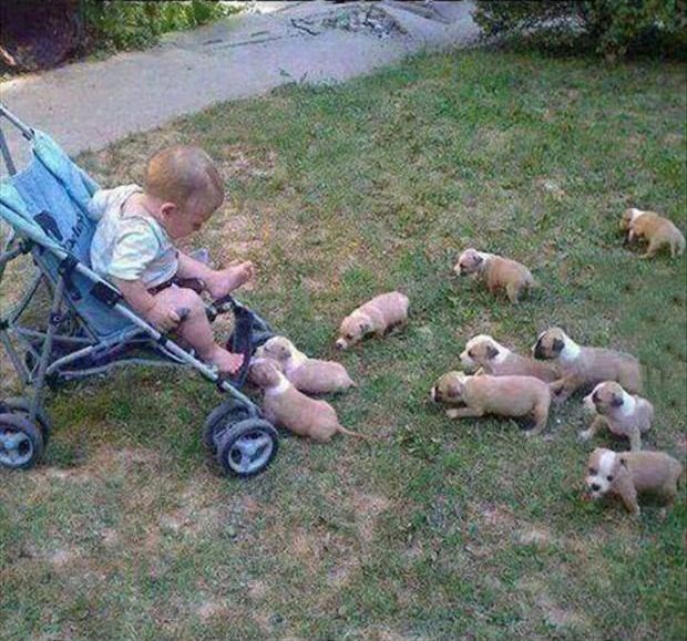 Beba proglašena kraljem peseka