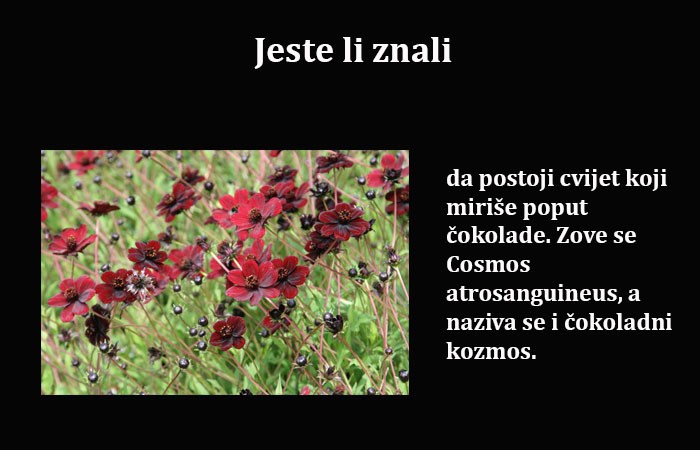 Zanimljivo: Osim ljepote, ovaj cvijet ima još jednu posebnost