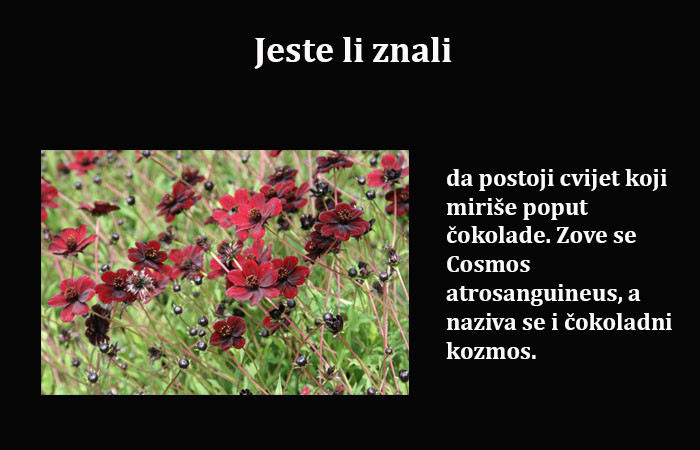 Zanimljivo: Osim ljepote, ovaj cvijet ima još jednu posebnost