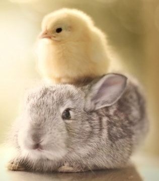 Zeko i pilence frendića dva