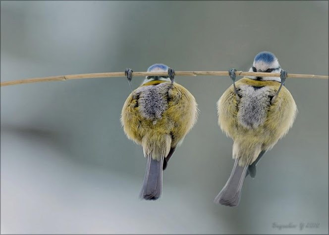 Ajmo, Fedore, još dva i rekord!