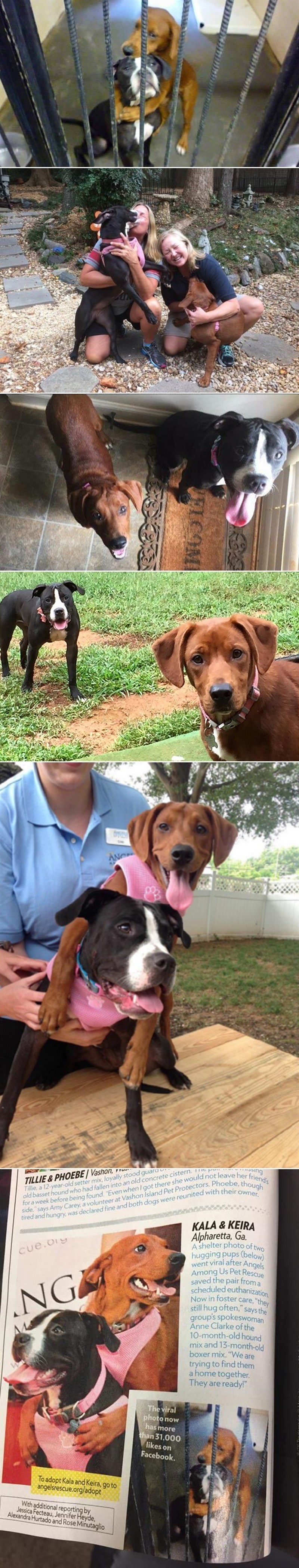 NAJHITOVI 2015: Najtužnija fotka na svijetu spasila ih je od sigurne smrti i pronašla im nove ljude!