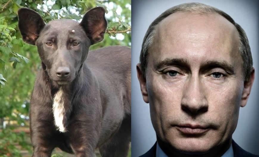 Pas koji liči na Putina postao hit u Rusiji