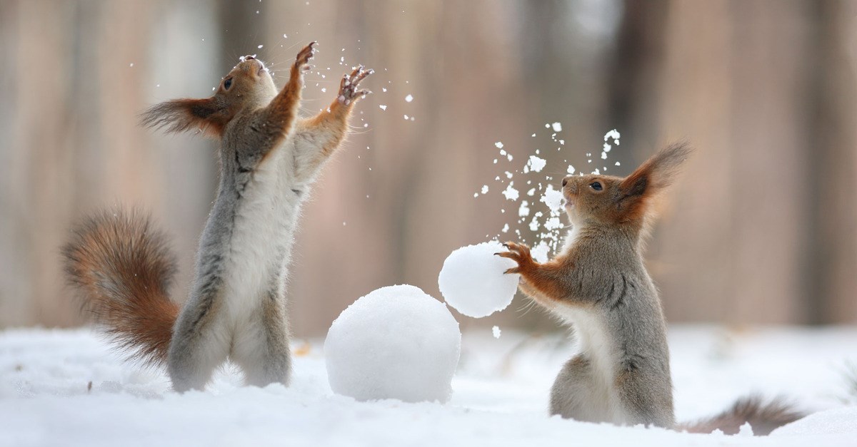 Članak: Luckasti život razigranih vjeverica uhvaćen objektivom
