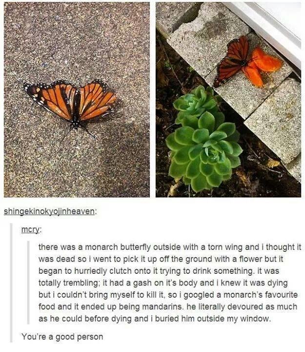 Svako živo biće zaslužuje našu ljubav, pažnju i dobrotu