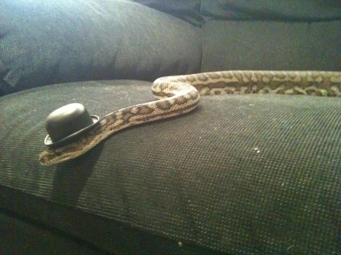 Monty Piton?