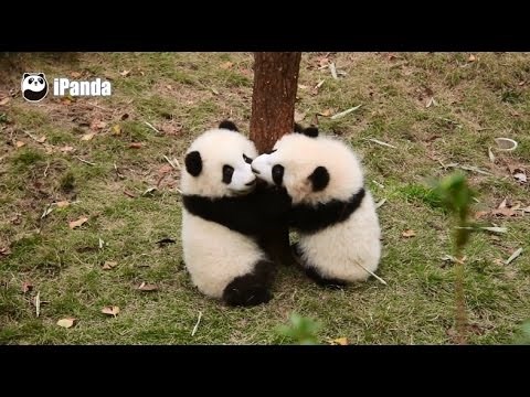 Bebe pande su profesionalci za padanje na njušku