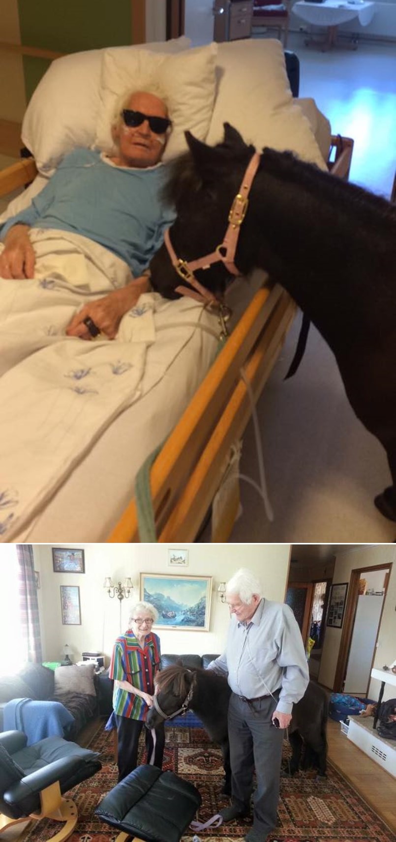 GALERIJA: Zbogom stari prijatelju - simpa konjić se došao oprostiti od bolesnog djedice