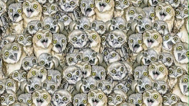 Testirajte svoj mozak: Možete li pronaći mačku među hrpom sova?