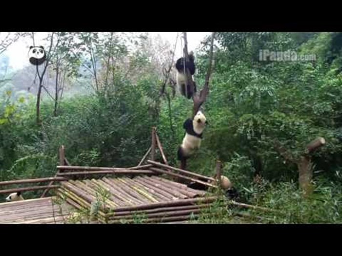 Panda se pokušala popeti na drvo, a onda se dogodilo nešto neočekivano