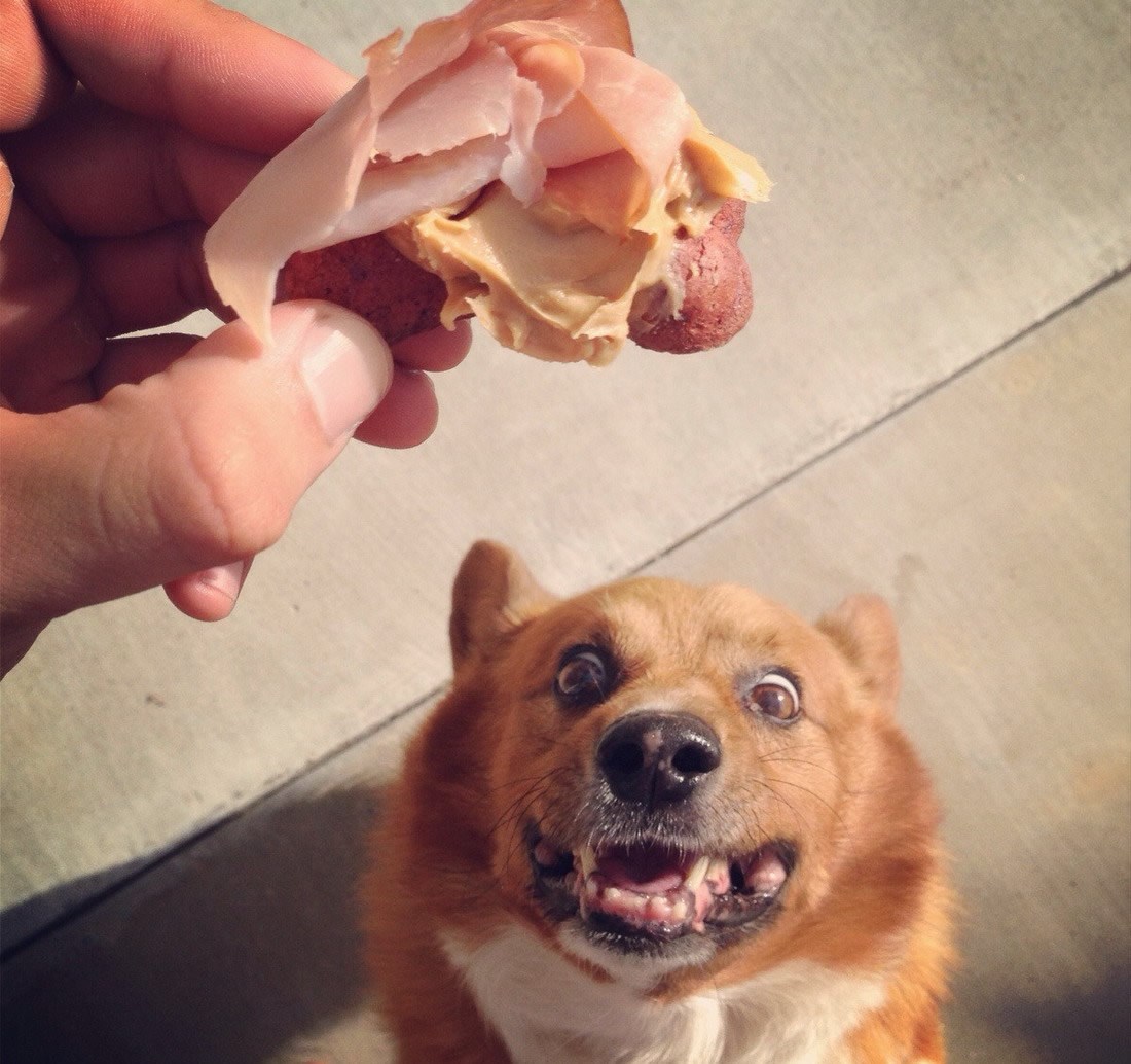 Svaki vlasnik psa dobro zna ovaj pogled