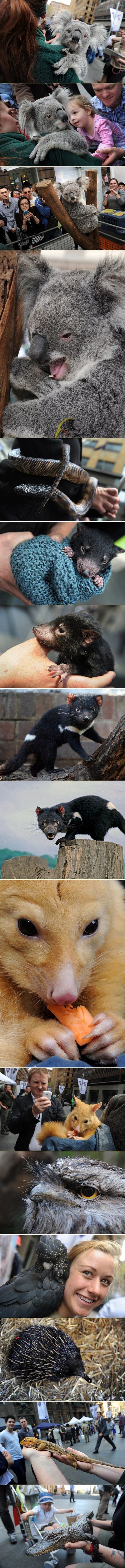 Zaigrani stanovnici ZOO-a družili se s građanima Sydneya
